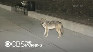 Two people attacked by coyotes in Chicago [upl. by Malcah]