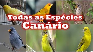 Todas Espécies de canários [upl. by Ellenhoj45]