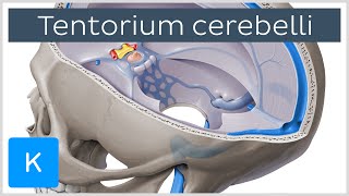 Tentorium cerebelli  Anatomy Location Function  Human Anatomy  Kenhub [upl. by Lapo]