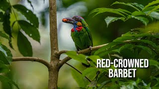 Redcrowned barbet [upl. by Minna]