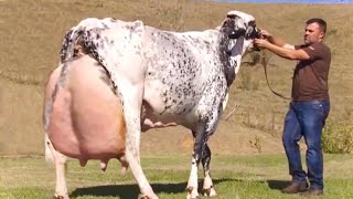 Top 4 World’s highest milking cows  Hf cow girolando cow  jersey cow gir cow  full documentary [upl. by Kam764]