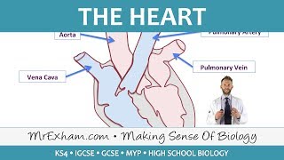 The Heart  GCSE Biology 91 [upl. by Schiff]