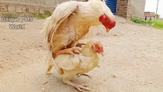 Aseel Breeding Pair Rooster and Hen  How do asil chickens meet  White Aseel murga murgi [upl. by Leese341]