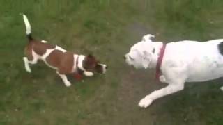 Jack Russell defends owner kills Pit Bull [upl. by Crim]