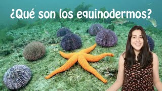 ¿Qué son los equinodermos  Cnidaria Mx [upl. by Sydel]