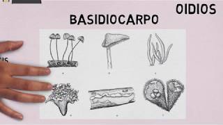 Basidiomycetes Características generales [upl. by Chucho]