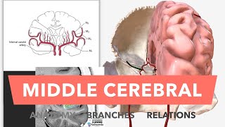 Middle Cerebral Artery  Anatomy Branches amp Relations [upl. by Aicilra]