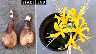 How To Plant GROW amp CARE For Spider Lily  The COMPLETE Guide [upl. by Hesler320]