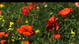 Poppy fields planted across Brighton and Hove to mark World War One centenary [upl. by Etnuaed]