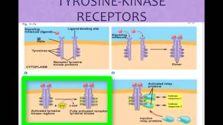 AP Biology Cell Communication cvitale [upl. by Ludvig]