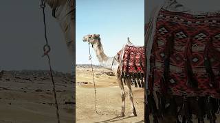 A Camel Through the Eye of a Needle  Dr Jeannie Constantinou [upl. by Mechelle443]