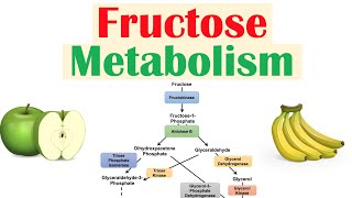 Fructose Metabolism Absorption Fructolysis Regulation and Role in Obesity [upl. by Yardna291]