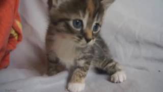 Lustige Katzen Videos zum totlachen versuche nicht zu lachen [upl. by Sundin647]