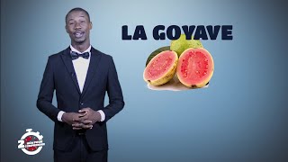 2mn pour comprendre LA GOYAVE avec Polus Agathon [upl. by Vasquez]