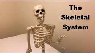 Skeletal System Song [upl. by Ettezoj]