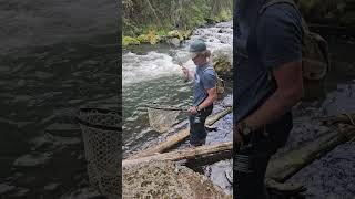 Landing a Small Stream Trout fishing flyfishing trout troutfishing [upl. by Fredi]