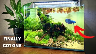 I MADE AN AQUASCAPE FOR A BETTA Full Step By Step Aquascape Tutorial [upl. by Assanav386]