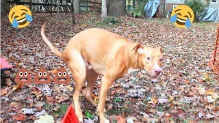 Funny Dog Poop video Warning Graphic Content [upl. by Rona]