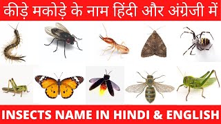 INSECTS NAME IN HINDI AND ENGLISH WITH PICTURES  INSECTS WITH NAME AND PHOTOS  INSECTS VOCABULARY [upl. by Nytsirk]