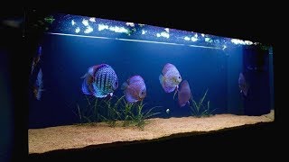 120 Gallon Discus Fish Tank Update  Juwel Rio 400 [upl. by Lunseth]