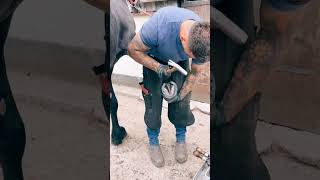 swfarrier horse farriersoftiktok shoeingahorse friesian equestrian farrier [upl. by Coke675]