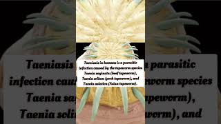 Taeniasis Causes parasite disease tapeworm shorts facts amazingfacts viral interestingfacts [upl. by Dumas356]