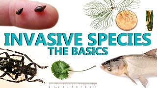 Invasive Species The Basics [upl. by Verras]