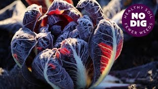 Grow chicory for beautiful hearts of radicchio dense and bittersweet or for chicons [upl. by Htezzil850]