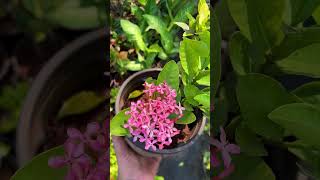 Red Ixora Plant – Buy Colorful Flowering Shrub Online  Low Maintenance Plant [upl. by Leacock]