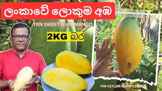 2kg බර  පැණි බේරෙන අලුත්ම අඹ  TRN Sweet Giant Mango  Episode 349 [upl. by Atiluj715]