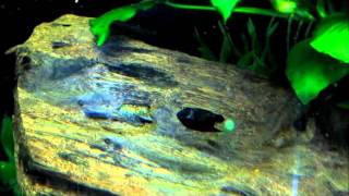 A Quick Guide to Breeding Bristlenose Plecos Ancistrus spp [upl. by Reffineg]