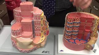 Skeletal Muscle Fiber  Cross Section  Components [upl. by Dorcy]