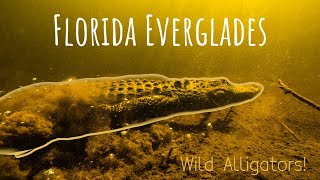 Underwater with Wild Alligators [upl. by Pliam]