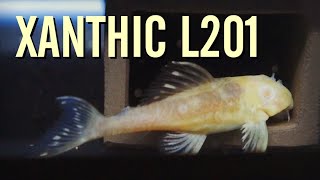 My SUPER RARE Xanthic L201 Snowball Plecos [upl. by Philpot]