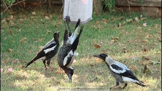 Australian Magpies Hanging Around  Part 1 [upl. by Ardnuasal]