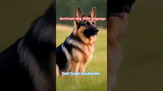 dominant dog body language dogbehavior shorts dog dogaggression [upl. by Seni]