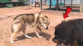 Can a Tibetan Mastiff take down a wolf [upl. by Aloap]