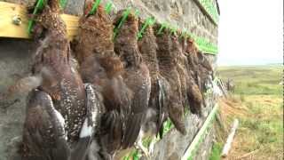 Grouseshooting  great grouse recipe [upl. by Aicirtak]