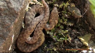 Ardèche  Couleuvre vipérine Part 2 [upl. by Gerita]