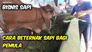 Cara Beternak Sapi Bagi Pemula Lengkap Penjelasannya [upl. by Ziul]