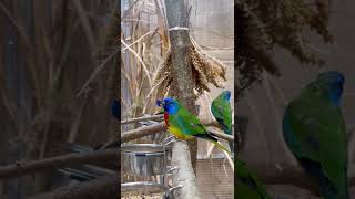 Scarletchested Parrot Neophema splendida in your Aviary [upl. by Liggitt]