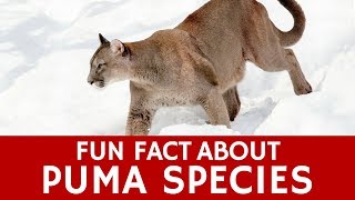 What Puma Species are There and are They Important in the Wild [upl. by Elfont]