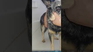 Dog cheek cyst draining [upl. by Eatnuahs]