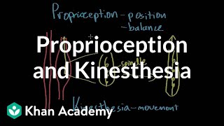 Proprioception and kinesthesia  Processing the Environment  MCAT  Khan Academy [upl. by Eisset251]