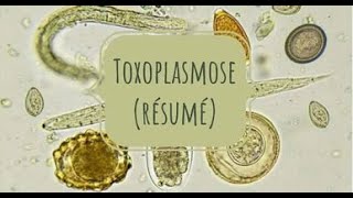 PARASITOLOGIE 🦐 EN RÉSUMÉ 9 toxoplasmose [upl. by Mame]