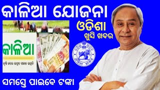 kalia yojanakalia yojana new update todaybhumi hina kalia yojana 2024odisha govt new yojana [upl. by Ethelstan]