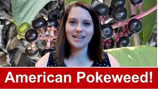 American Pokeweed [upl. by Adnwahsar]