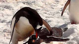 Gentoo Penguins Neko Harbour Antarctica 2008 [upl. by Bergess739]