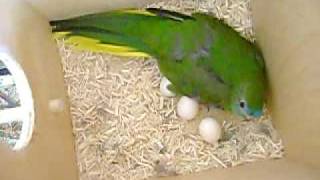 Turquoisine Grass Parakeet with Eggs [upl. by Idnaj]