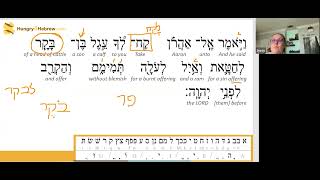 Shmini Torah Portion Hebrew Study [upl. by Naahs]